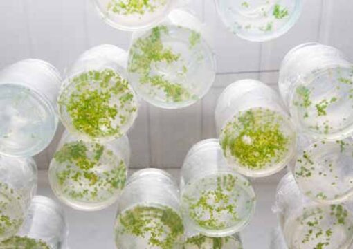 THE SYMBIOTIC CYCLE MICROBEBIO