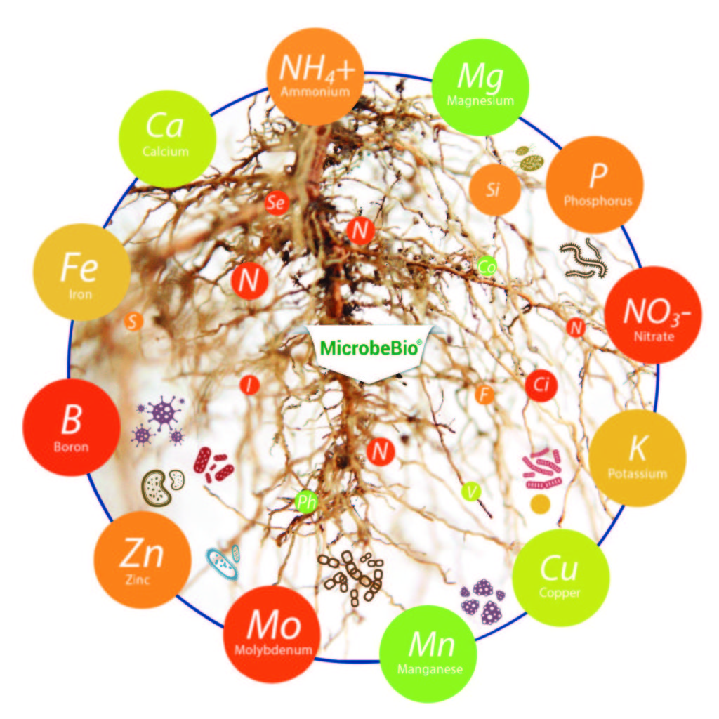 Microbebio Vietnam