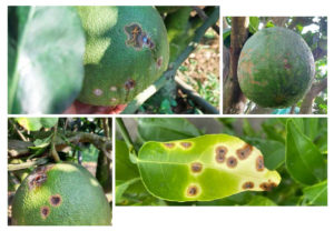 MICROBEBIO - X2 poloma