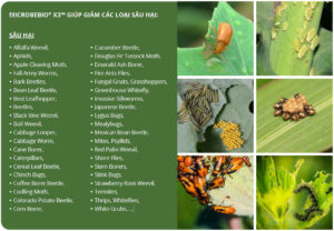 MICROBEBIO - X3 worm