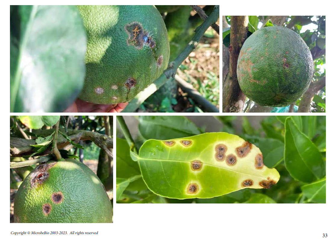 MICROBEBIO sustainable farming practices 1