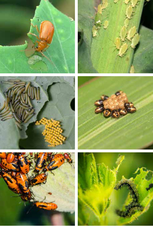 MICROBEBIO sustainable farming practices3 MICROBEBIO