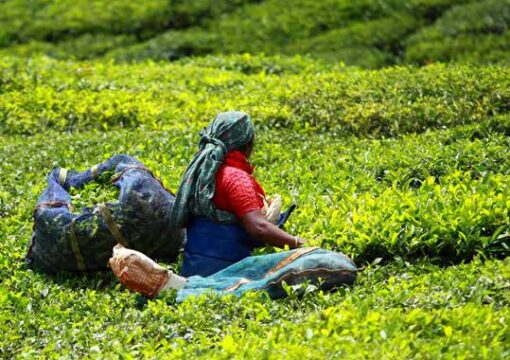 Phân Hữu Cơ là gì Phân trùn quế cao cấp MicrobeBio Phân hữu cơ vi sinh nguyên chất từ Mỹ MicrobeBio