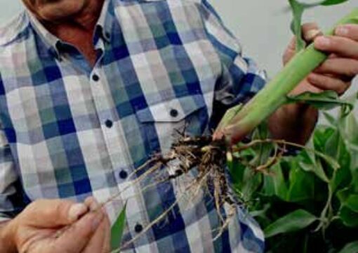 Diệt trừ sâu bọ trên rau trái hiệu quả nhanh chóng tiết kiệm Microbebio phân bón hữu cơ vi sinh USA