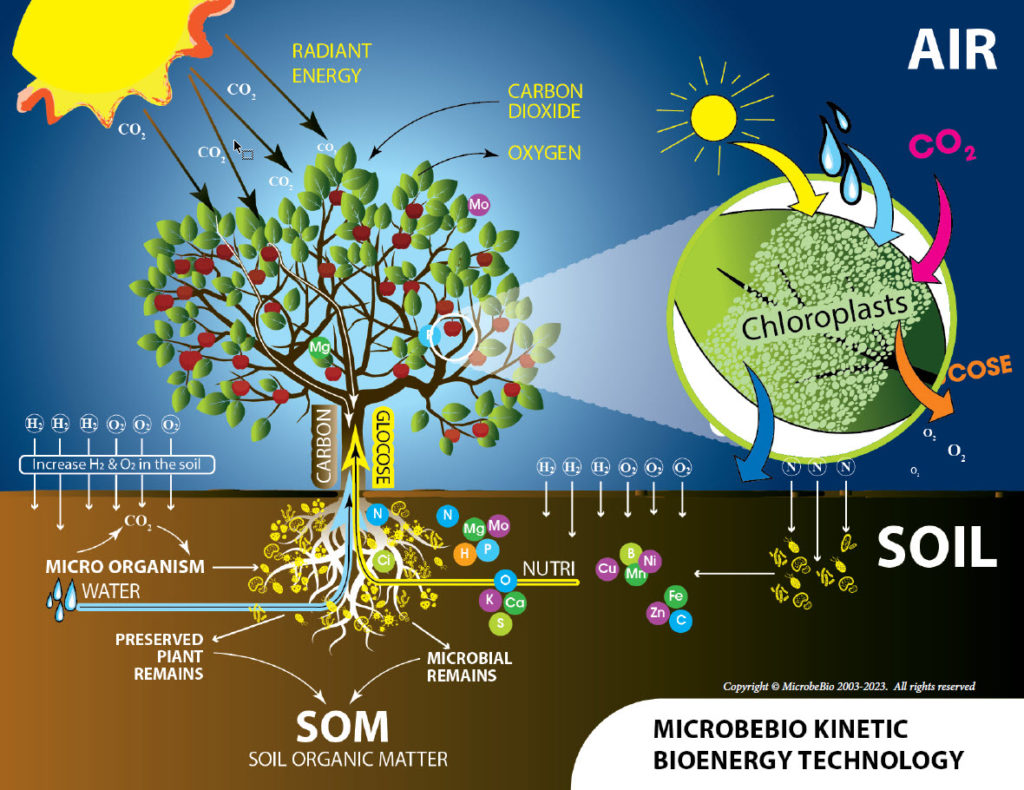 •	Khi sản phẩm Microbebio được kích hoạt và áp dụng vào đất, các vi sinh vùng rễ bao gồm các chủng Bacillus, Pseudomonas, Trichoderma, và những vi sinh đặc biệt khác ở trạng thái tĩnh có trong sản phẩm Microbebio sẽ bắt đầu phát triển và kế hợp với các vi nấm sử dụng chất hữu cơ trong sản phẩm Microbebio chuyển hóa thành một loại axit hữu cơ.