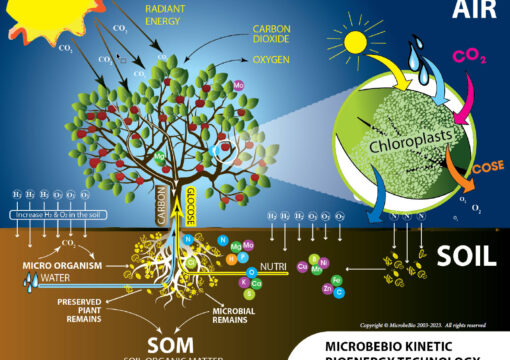 SẢN PHẨM MICROBEBIO GIẢI PHÁP ĐỐI VỚI ĐẤT NÔNG NGHIỆP BỊ NHIỄM MẶN
