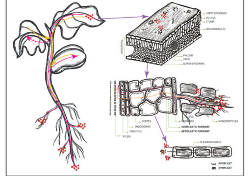 Bí quyết tăng năng suất từ phân hữu cơ vi sinh cao cấp Microbebio USA
