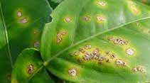 microbebio pest prevent diseas grapefruit 1 microbebio pest prevent diseas grapefruit 1